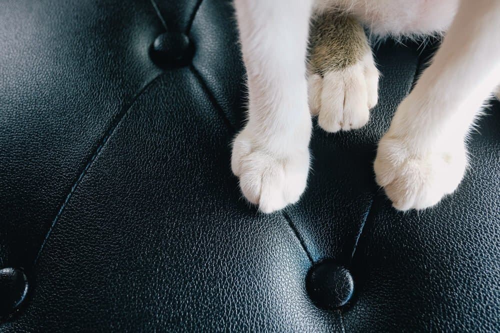 how to protect leather furniture from dogs